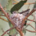 Anna's Hummingbird